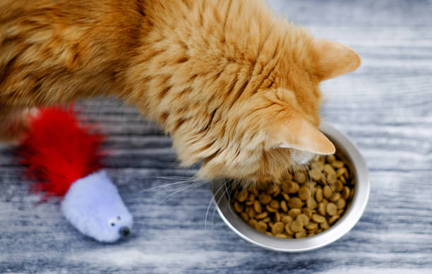 istock Cat eating from a bowl on wooden background, top view 1301425945