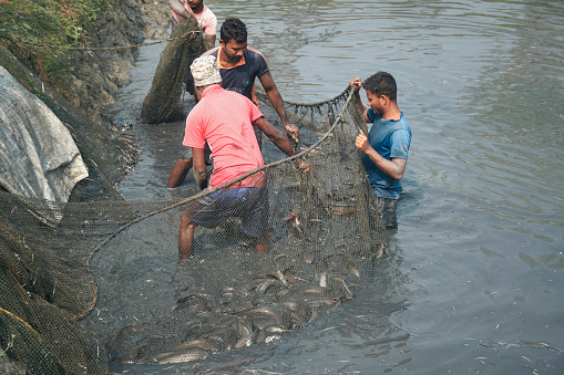 Sagar Island, West Bengal, 01-24-2021: Group of rural villagers engaged in hybrid magur (type of catfish) fish farming. They are seen transferring live fishes from a muddy pond to a netted enclosure. Cultivation of magur fish has often been described as the cause of ecological disbalance in waterbody.