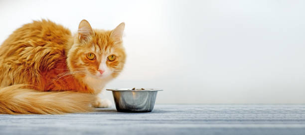 istock Ginger cat and bowl with cat's food. Banner, copy space 1301426022