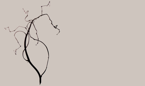 Minimalistic concept for banner or flyer. Dry branch on a pastel dark beige background, copy space.