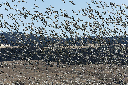 Thousands of Geese migrate through central Montana