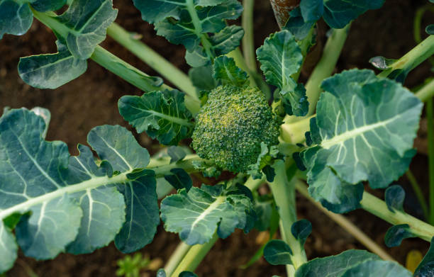 istock cabbage ready to pick from the garden, with leaves 1301427823