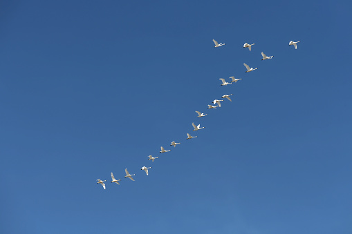 Trumpeter and Tundra swans migrate through central Montana on their way to the arctic