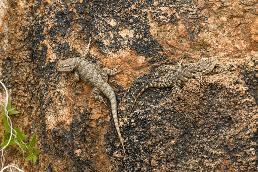 a lizards sit in the sun near Sedona, Arizona