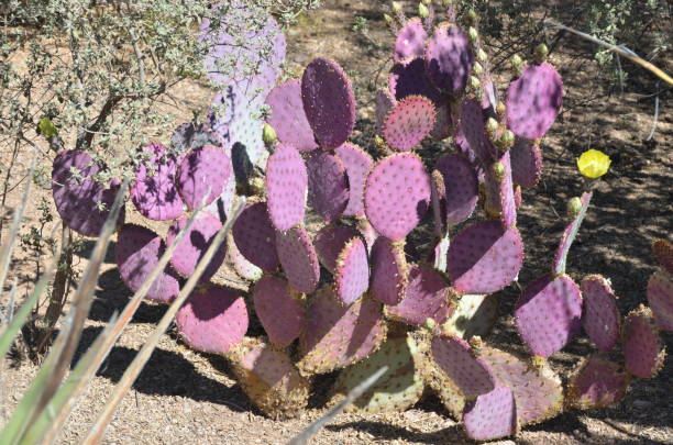 istock Arizona Desert Flora and Flowers Series 1301428849