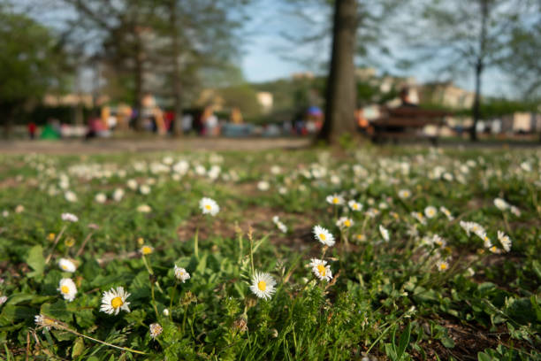 Grass and daisy flowers close up with playground out of focus in background with children playing