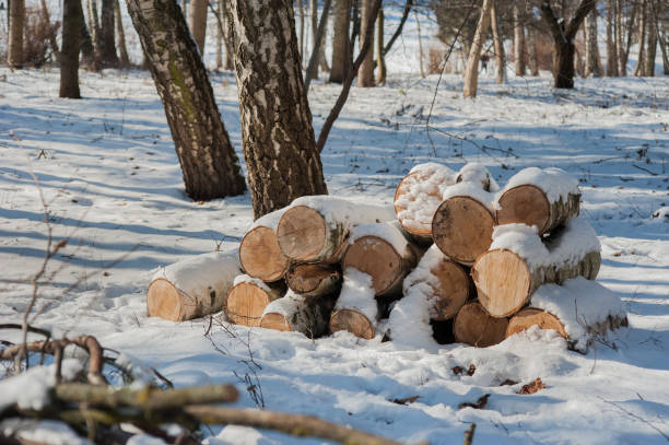 Winter landscape with firewood. Forest sawmill, birch logs covered with snow.