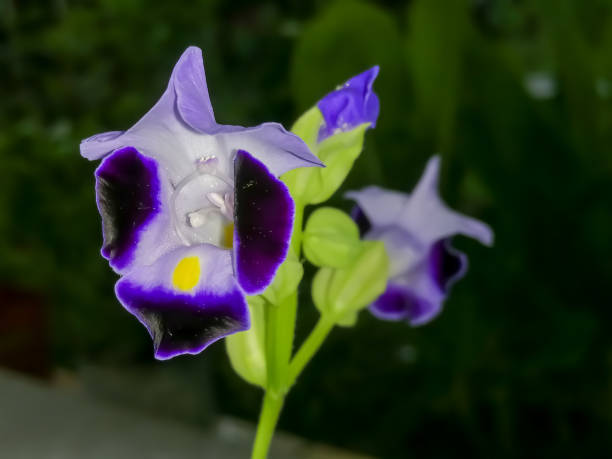 istock Torenia Flower 1301430815