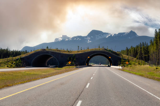 istock Animal crossing bridge across Trans-Canada Highway 1301430935