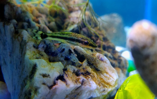 Otocinclus catfish es un género de bagres de la familia Loricariidae, nativo de América del Sur, comúnmente conocido como 