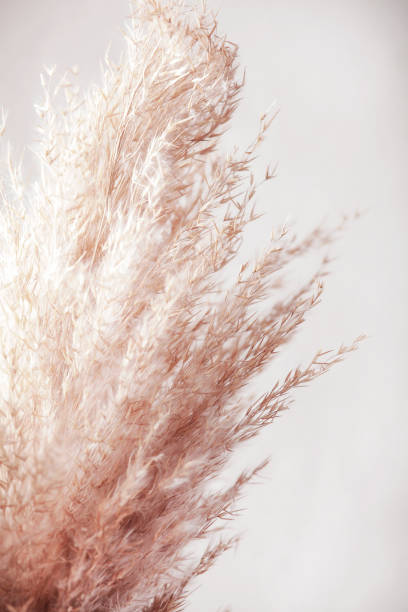 pampas grass branch on white background. natural background. minimal, stylish concept. new trendy home decor. selective focus pampas grass branch on white background. natural background. minimal, stylish concept. new trendy home decor. selective focus pampas photos stock pictures, royalty-free photos & images
