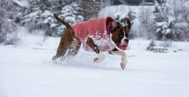 istock Dog playing in the snow 1301432043