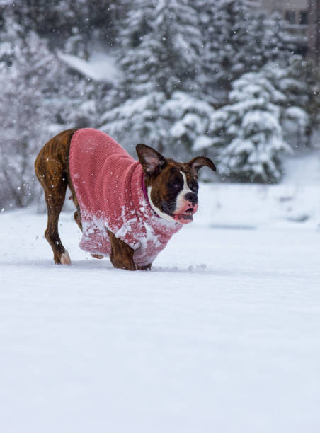 istock Dog playing in the snow 1301432083