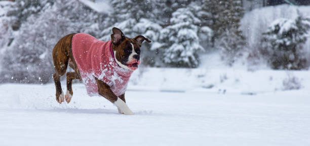 istock Dog playing in the snow 1301432102