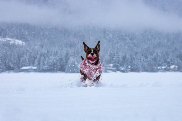 Adorable Female Boxer Dog playing in a snow covered frozen lake during winter time. Alta Lake, Whistler, British Columbia, Canada.