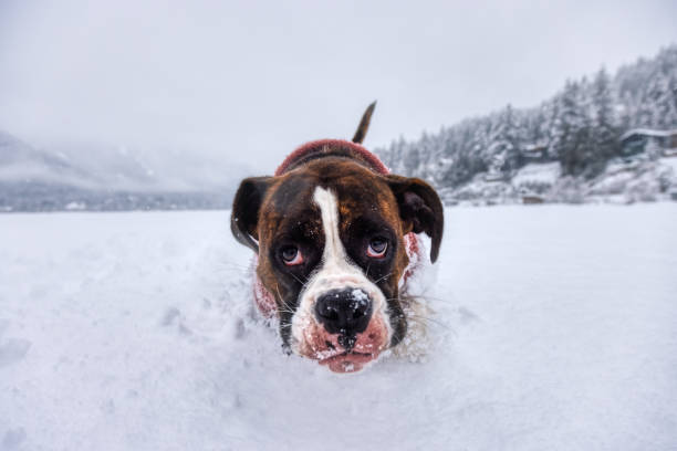 Adorable Boxer Dog playing in a snow covered frozen lake during winter time. Alta Lake, Whistler, British Columbia, Canada.