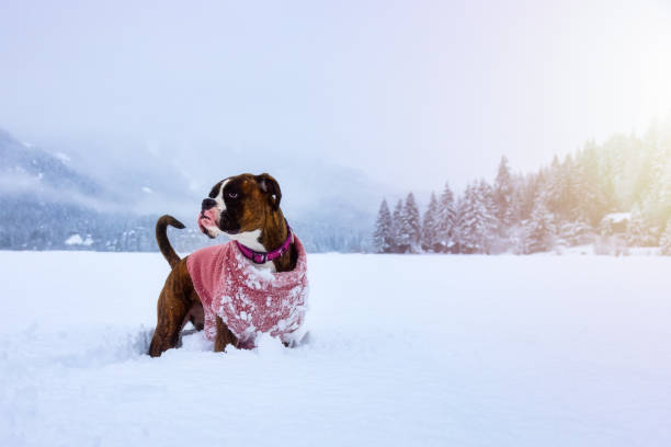 Adorable Boxer Dog playing in a snow covered frozen lake during winter time. Alta Lake, Whistler, British Columbia, Canada.