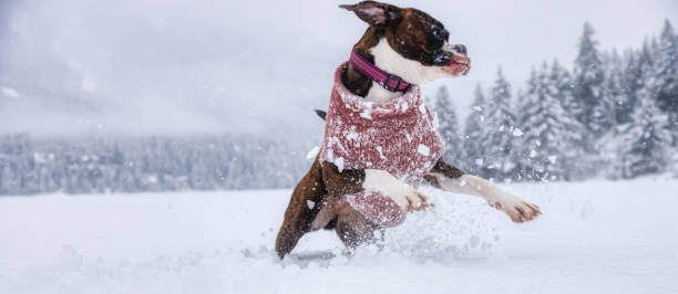 istock Dog playing in the snow 1301432250