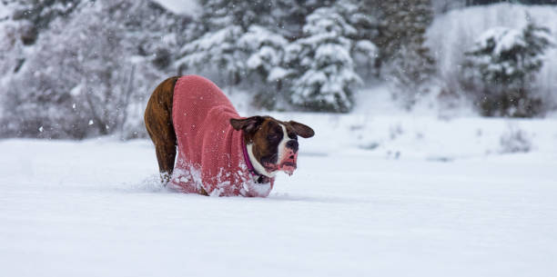 istock Dog playing in the snow 1301432270