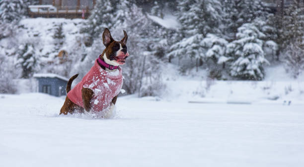 istock Dog playing in the snow 1301432316