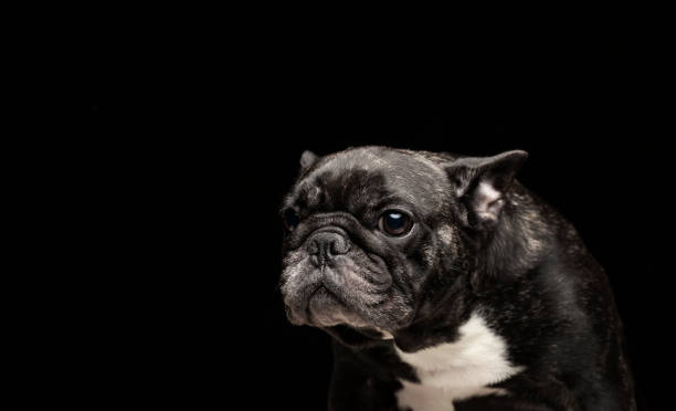 istock image of dog dark background 1301432468