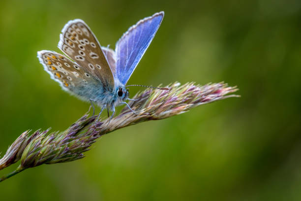 mariposa azul común (polyommatus icarus) - icarus fotografías e imágenes de stock