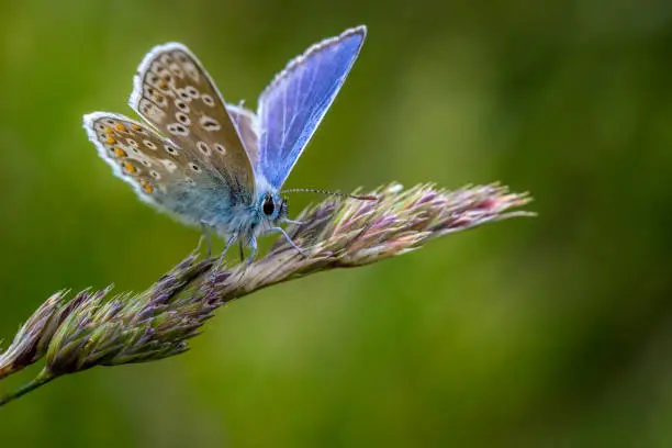 Common Blue butterfly (Polyommatus icarus) perched on a grass stem