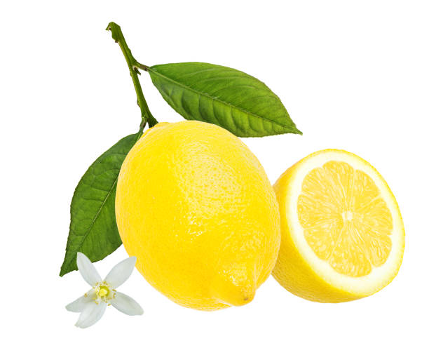 istock Lemons isolated with leaves and flower on white background 1301432575