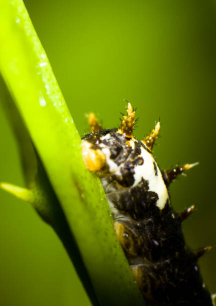 istock a close-up of a caterpillar crawling on a green stem 1301433417