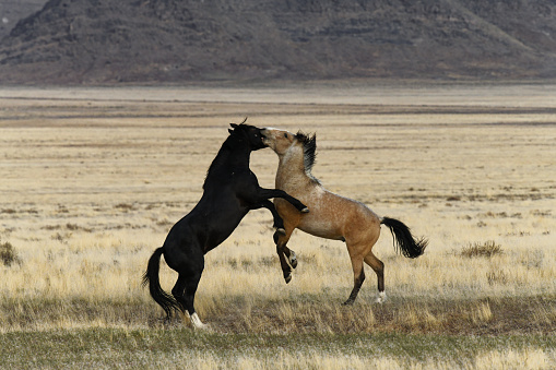 Mustang's survive on the arid plains of western Utah