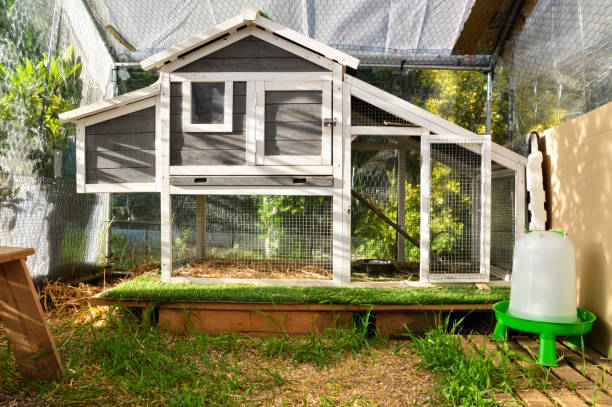 istock A hen house or chicken coop 1301433685