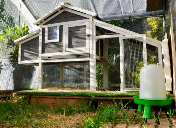 istock A hen house or chicken coop 1301434041