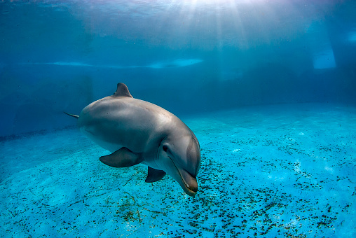 Underwater image of a bottlenose dolphin (turnips truncatus) swimming in a pool
