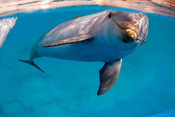 The icon of a funny smiling blue and white dolphin