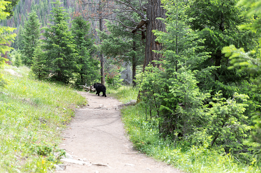 Bear in Hiking Trail in Five Lakes , Jasper National Park, Alberta, Canada.