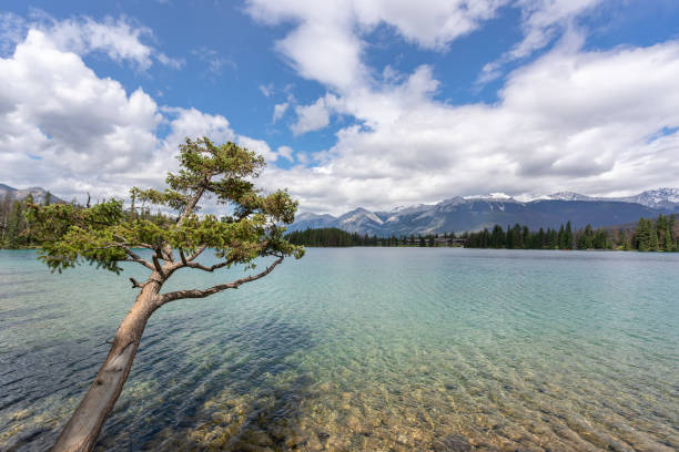 istock Beauvert Lake, Jasper National Park, Canada 1301435219