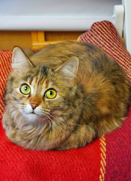 istock Long-haired cat sits on a plaid, close-up view 1301435303