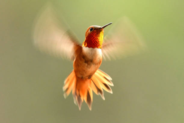 colibri rufous mâle - battre des ailes photos et images de collection