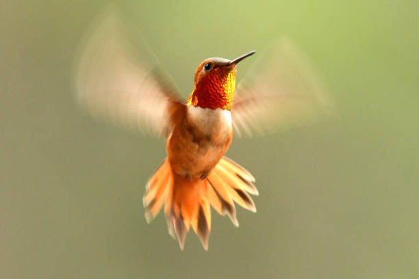 Male Rufous Hummingbird a Hummingbird searches for food in Northern Montana flapping wings photos stock pictures, royalty-free photos & images