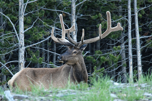 Bull Elk in Yellowstone National Park bugling during rutting season