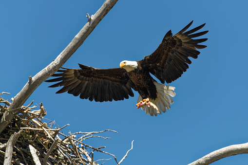 Bald Eagle taking flight from tree on the Montana prairie, USA.