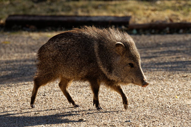 Javalina Collard Peccary live in southern Arizona javelina stock pictures, royalty-free photos & images
