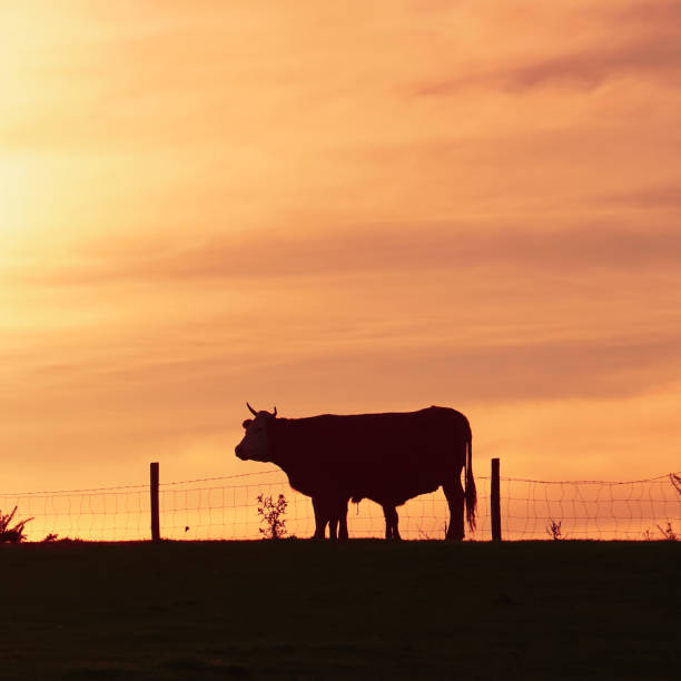 istock cow and sunset in the meadow 1301436539