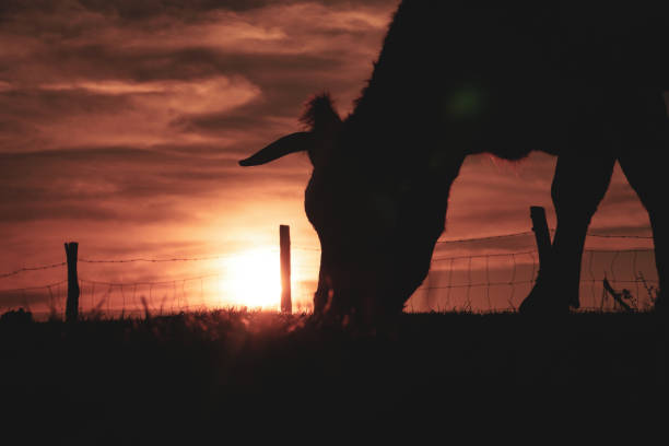 Lone cow in backlight pasture at dusk