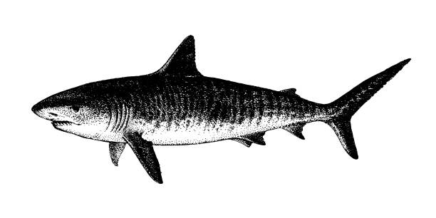 Tiger Shark, Galeocerdo cuvier. Fish collection Tiger Shark, Galeocerdo cuvier. Fish collection. Healthy lifestyle, delicious food, ichthyology scientific drawings. Hand-drawn images, black and white graphics tiger shark stock illustrations