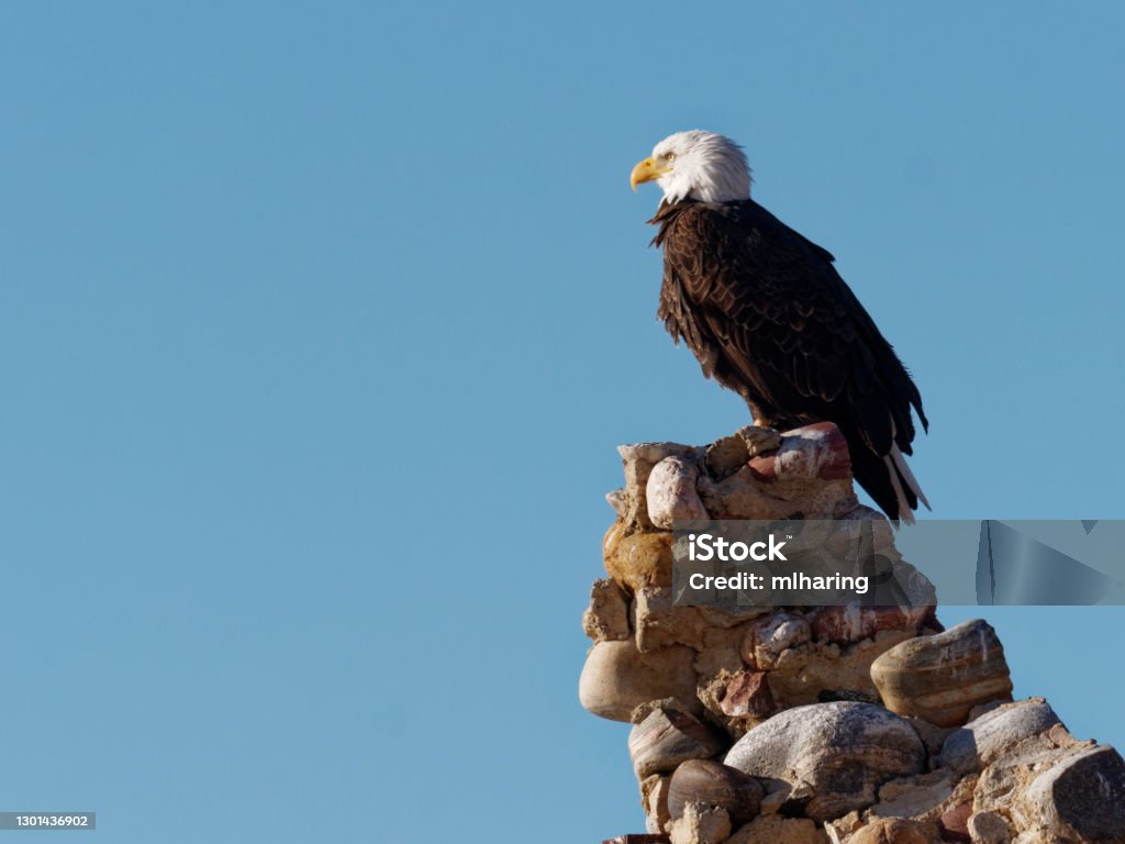 El Águila de Hipona