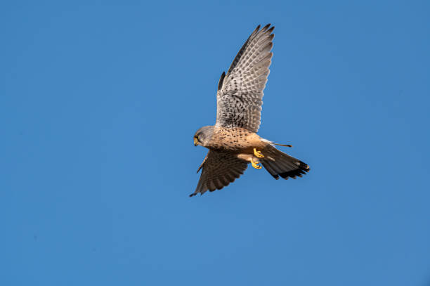 männlicher turmfalken-greifvogel, falco tinnunculus, schwebend auf der jagd nach beute - kestrel hawk beak falcon stock-fotos und bilder