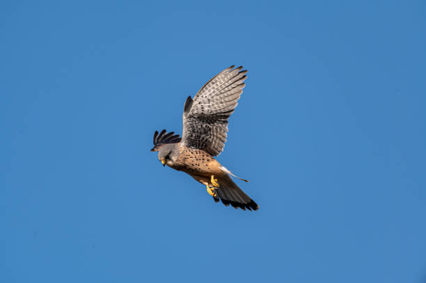 Male kestrel bird of prey, Falco tinnunculus, hovering hunting for prey Male kestrel bird of prey, Falco tinnunculus, in flight hunting for prey falco tinnunculus stock pictures, royalty-free photos & images