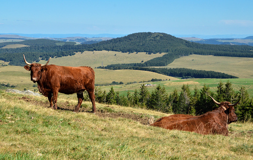 Beautiful mountain landscape, with volcanic mountains and Salers cows