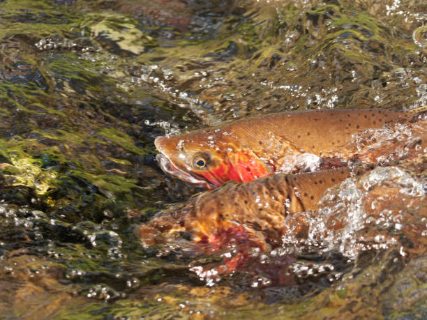 yellowstone cutthroat forelle - cutthroat trout stock-fotos und bilder